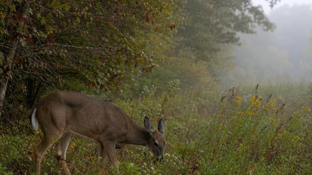 Feed the Habitat First: Fall Nutrition for White-Tailed Deer