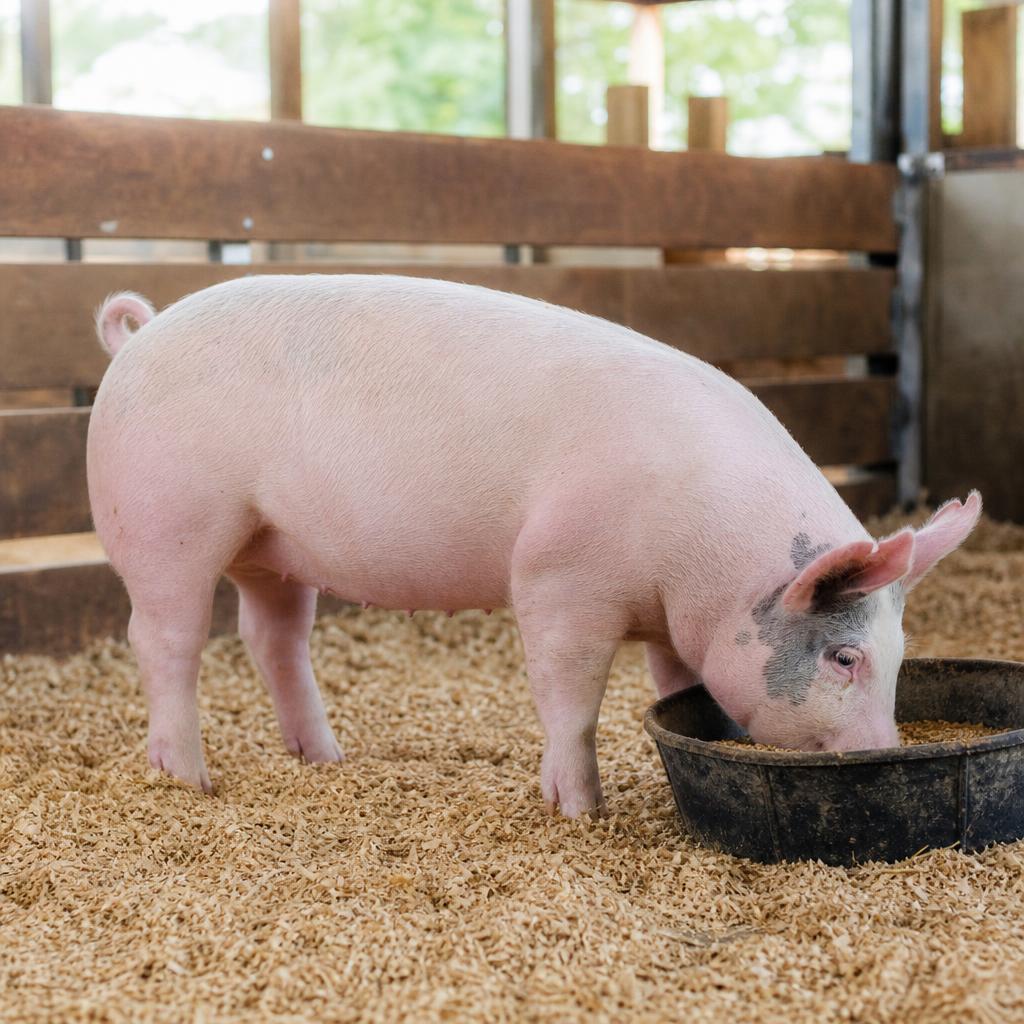 Feeding Show Pigs Through Summer Fair Season