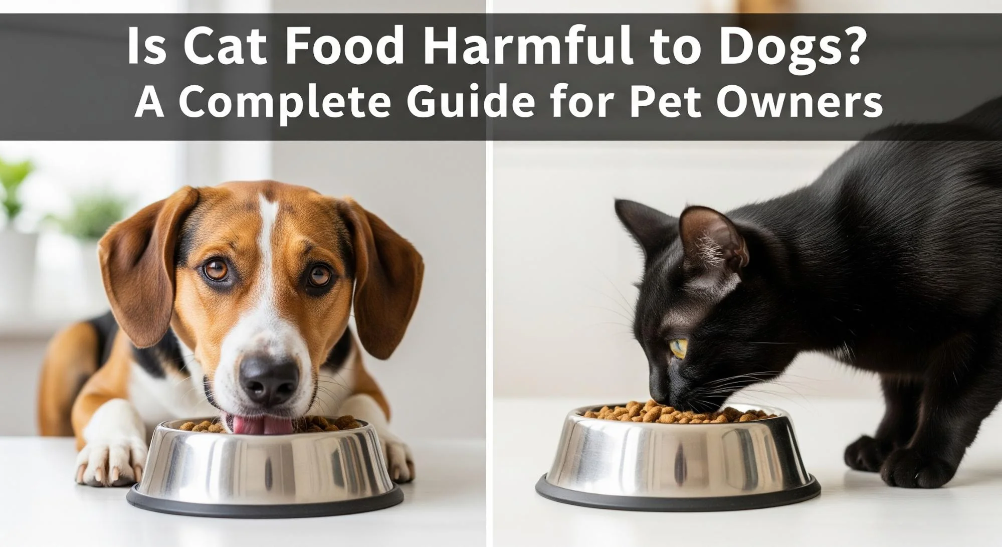 Is Cat Food Harmful to Dogs? A Complete Guide for Pet Owners