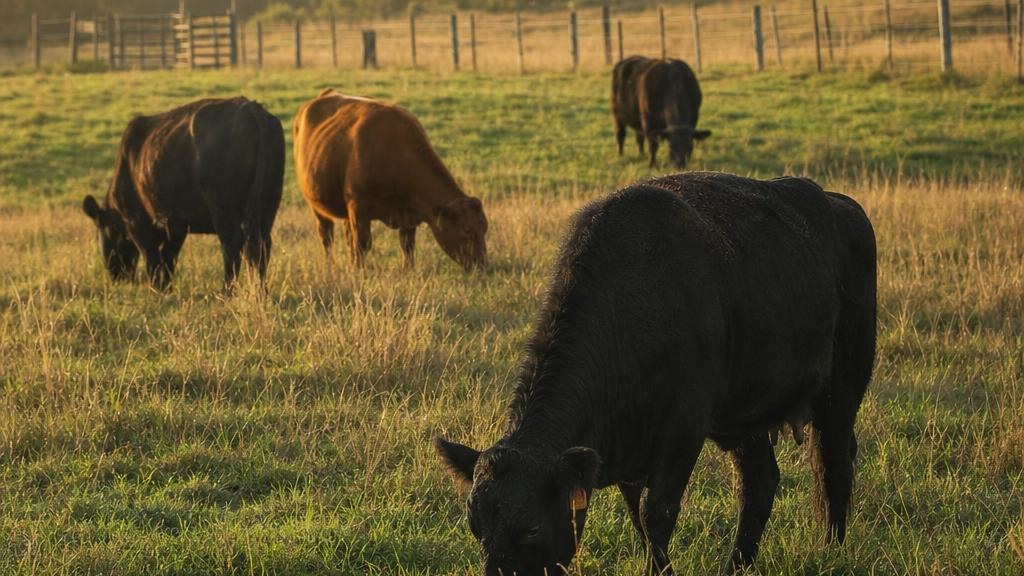 Late-Summer Cattle: A Practical Pasture-to-Fall Feeding Transition