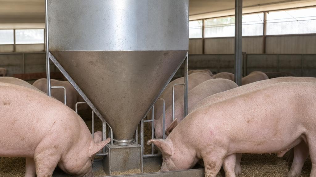 Pig Feeder Adjustment: Less Waste, Better Access