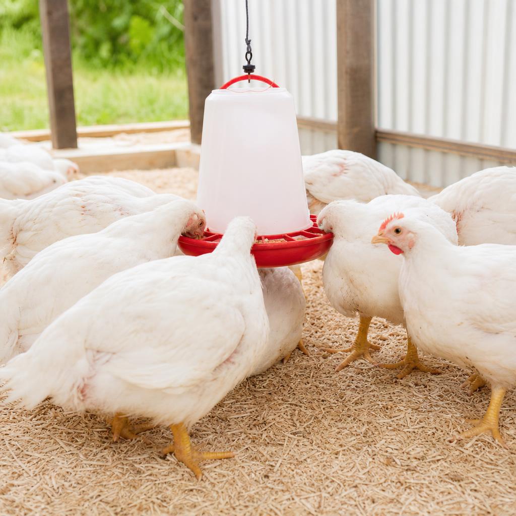 Raising Meat Birds: A Feeding Guide for Backyard Broilers