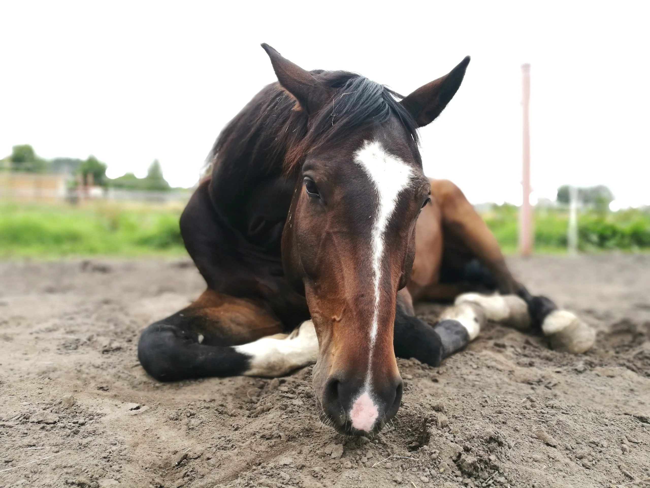 A horse lying on the ground in a paddock with its head resting on the soil, appearing tired or uncomfortable.