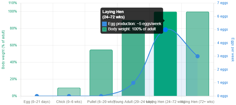 The 6 Growth Stages in the Life Cycle of Poultry